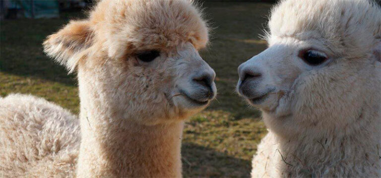 über uns – alpacaplace (4)