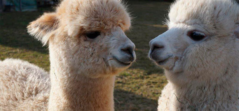 über uns – alpacaplace (4)