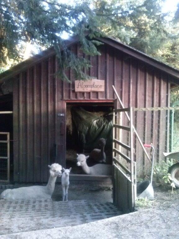 über uns – alpacaplace (6)