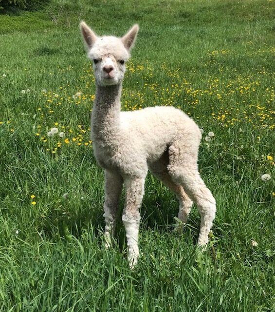 über uns – alpacaplace (7)