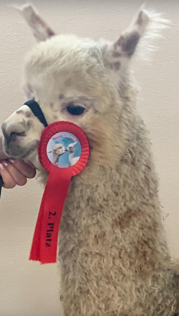 finneas bayreuth 2026