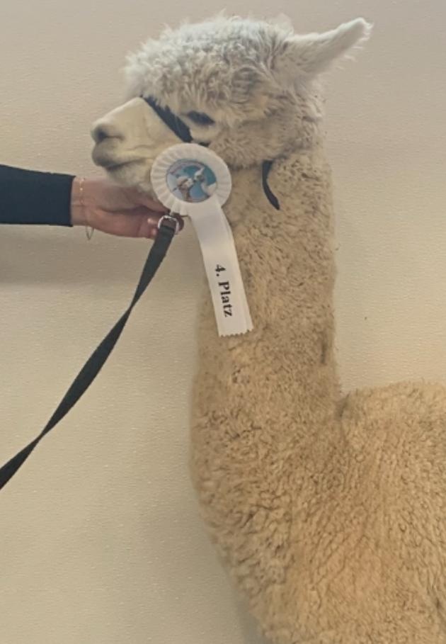 easy bayreuth 2026 (1)